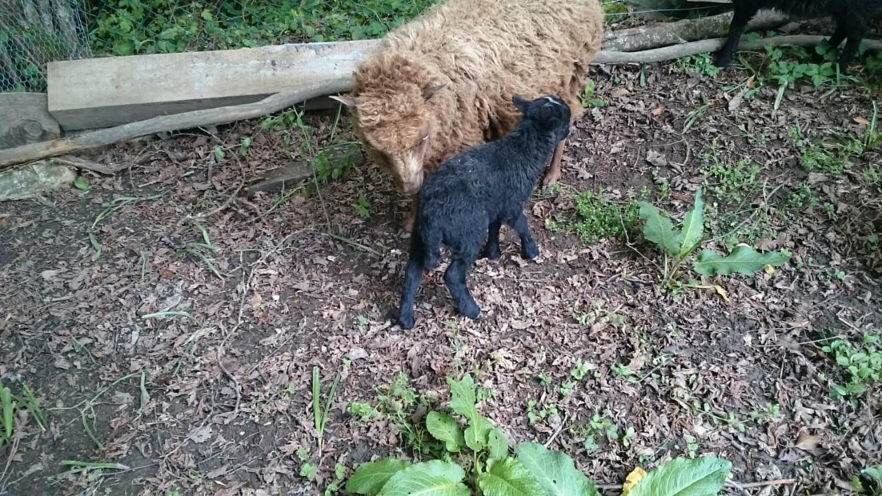 Ferme Familiale Chez Lili Villa Alex Ngoại thất bức ảnh